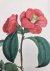 Schneevoogt, George Voorhelm - One of the most beautiful Dutch flower books of the 18th century