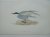 Whiskered Tern. Bird print....