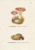 Die wichtigsten Pilze Olden...