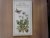 Klein Herbarium