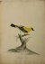 Natural History birds | Yel...