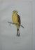 Yellow Hammer. Antique bird...