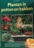 Planten in potten en bakken