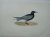 Black Tern. Bird print. (Zw...