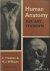 Human Anatomy for Art Students
