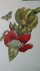 Maria Sibylla Merian. Die s...