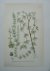 antique print (prent) - Harslinga, myriophyllum alterniflorum dc.