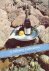 Oysters. A culinary celebra...