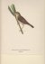 Acrocephalus Schoenobaenus....