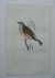 Linnet. Antique bird print....