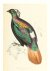 Gould, John - The Birds of the Himalaya mountains. The wealth of natural resources from India and its central regions.