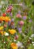 Martje van den Bosch - De beleving van kleur in de tuin