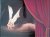 Smulders, Roland F.M. - 20 years International Circusfestivals