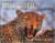 Africa's Big Cats and Other...