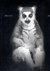 ROSS, Elliot - Elliot Ross - animal + other animals [Signed].