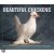 Beautiful Chickens