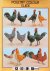 Poultry Colour Guide