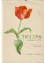 Tulips, Taxonomy, morpholog...
