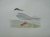 Common Tern. Bird print. (V...