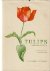 Tulips, Taxonomy, morpholog...