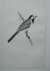 antique print (prent). - White Wagtail. Antique bird print. (Witte kwikstaart).