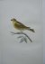 Serin Finch. Antique bird p...