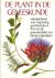 De plant in de geneeskunde