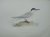 Roseate Tern. Bird print. (...