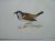 Sparrow. Antique bird print...