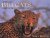 Nigel Dennis - Africa's Big Cats and Other Carnivores