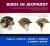 Ehrlich, Paul R. - Birds in Jeopardy