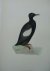 Black Guillemot. Bird print...