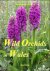 Wild Orchids in Wales