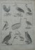 antique print (prent). - Vogels. Birds.