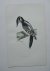 antique bird print. - Hairy Woodpecker. Antique bird print. (Haarspecht).