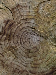 Logo Schors dan Bast