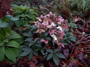 Logo Helleborus