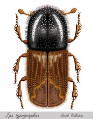 Logo Ips Typographus