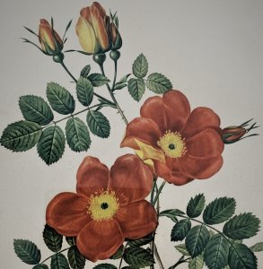 Logo Polyantha