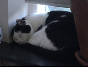 Logo De slapende kat