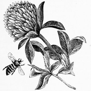 Logo Clover&Bee