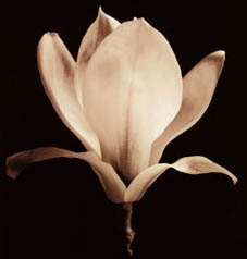 Logo Magnolia
